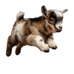 Playful baby goat in dynamic pose with brown and white fur in bright studio lighting for pet advertising