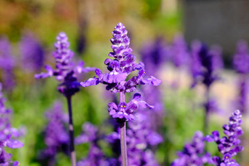 Obraz premium sage plant, flower