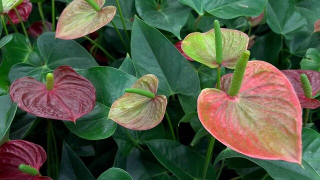 Close-up of Anthurium andraeanum flower blooming. Anthurium andraeanum tropical flowers