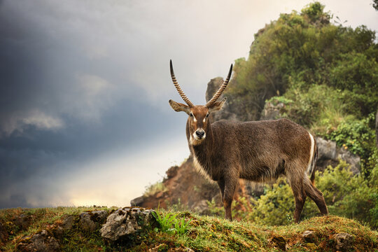 Solitary Antelope in a Mountainous Landscape with Dramatic Sky