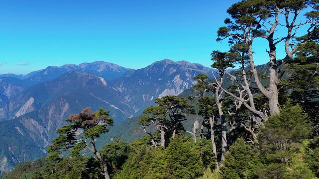 Aerial view of Giant Hemlock Forest in Taiwan