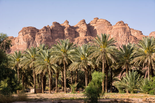 Oasis with palm trees and rocky mountains in the background in Saudi Arabia