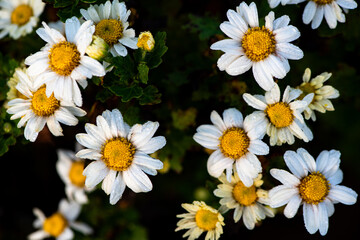 Fototapeta premium Colorful chrysanthemums covered in dew droplets captured by a macro camera in the early morning