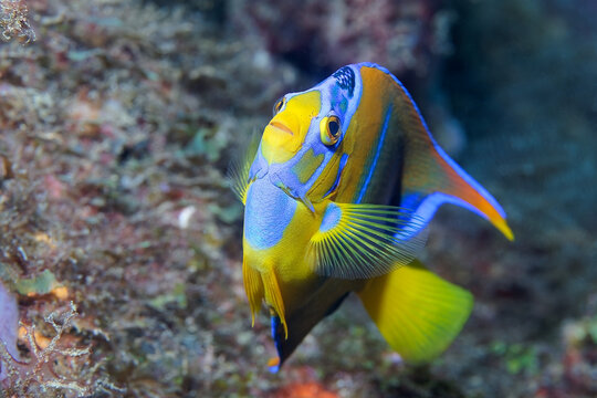 Poisson ange