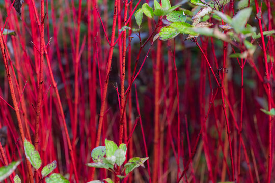 The beautiful red wood forest in the botanical garden