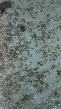 B roll of shallow underwater scene with a sandy muddy bottom scattered rocks and coral fragments featuring a small turtle resting calmly in clear coastal water