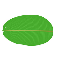 Banana leaf illustration isolated on transparent background 