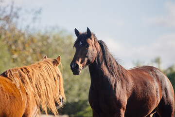 Two horses standing together in nature