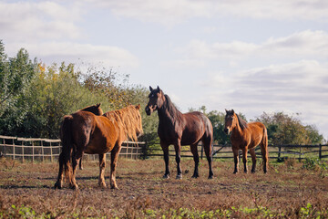 Horses standing in autumn field under cloudy sky