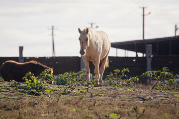 Palomino horse walking on field near farm