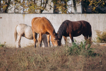 Fototapeta premium Horses grazing together in dry grassy field