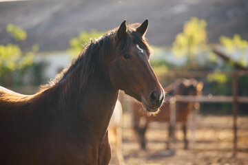 Obraz premium Brown horse watching in warm golden light