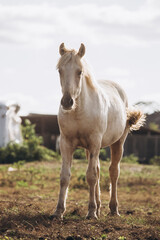 Fototapeta premium Horse standing in field looking at camera