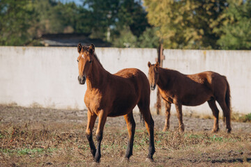 Fototapeta premium Brown horse standing in dry pasture