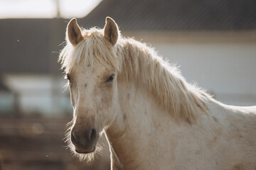 White horse head portrait looking directly