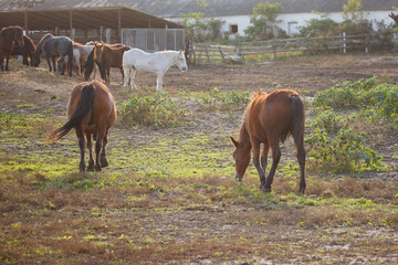 Horses grazing grass in rural farm pasture land