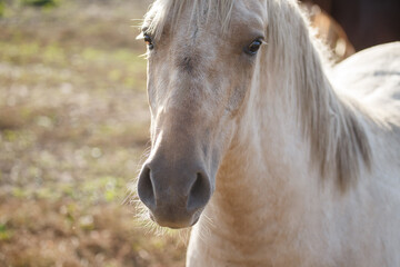 Obraz premium Palomino horse facing forward showing gentle expression