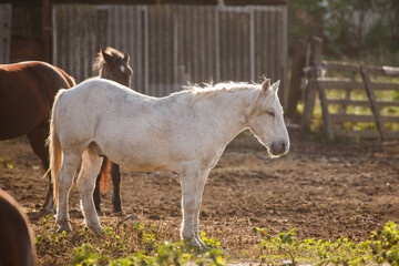 Obraz premium White horse resting in sunlit farm paddock