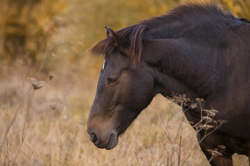 Obraz premium Brown horse resting peacefully in golden autumn field