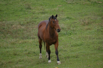 Fototapeta premium Brown horse standing in green natural pasture