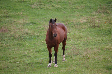 Obraz premium Brown horse standing in green pasture field