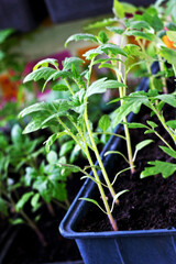 Tomato seedlings in boxes.