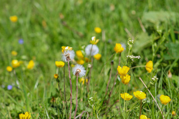 Fototapeta premium Close-up view of wild dandelions and bright yellow buttercups in a lush green meadow, showcasing natural spring growth, freshness, and a peaceful outdoor atmosphere.