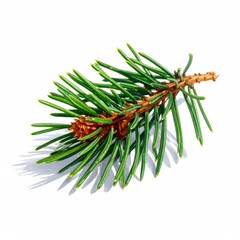 Green conifer sprig resting on white background, capturing seasonal nature detail