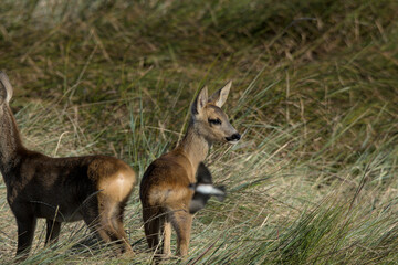 Obraz premium deer in the grass
