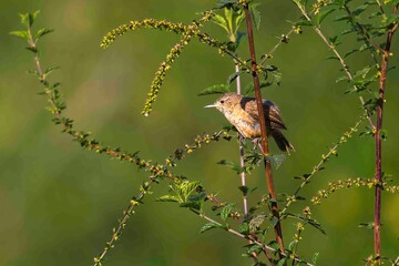 A small brown bird perched on the stem of a flowering bush.