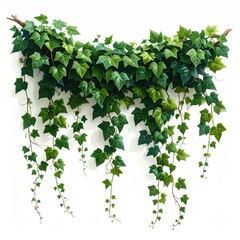 and keyword list based on the image

 Trailing Ivy Plant Flourishes on White Wall