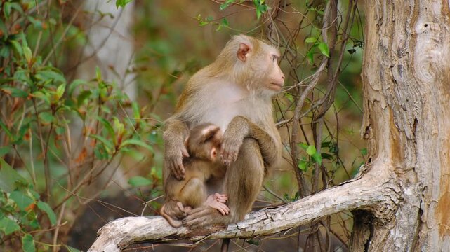Mother monkey nursing her cub. The baby macaque clings to its parent while feeding, showcasing maternal care in wildlife.