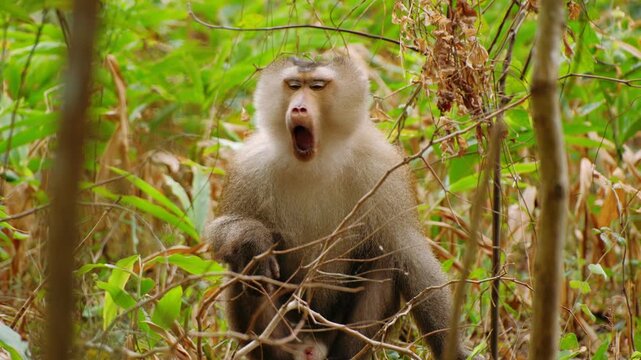 Northern pig tailed macaque sitting in green tropical forest. Cambodia.