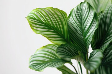 Close-up of green and white striped plant leaves, lush and vibrant against a white background