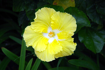Close-up of a yellow hibiscus blossom