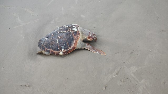 turtle on the beach