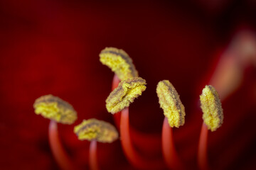 Beautiful red amaryllis flower in full bloom with delicate macro petals