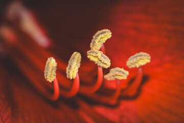 Beautiful red amaryllis flower in full bloom with delicate macro petals