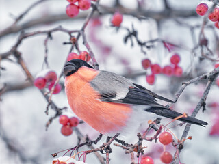 Eurasian Bullfinch (Pyrrhula pyrrhula) male bird eats wild berries on a winter day. Wildlife.