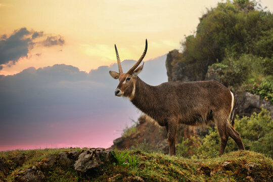 African waterbuck in the wild at a colorful sunset in a mountainous landscape