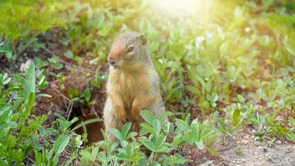 Fototapeta premium Close-up of a squirrel in its natural forest habitat surrounded by greenery