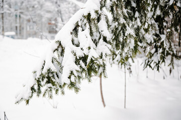 Spruce branches covered with snow.