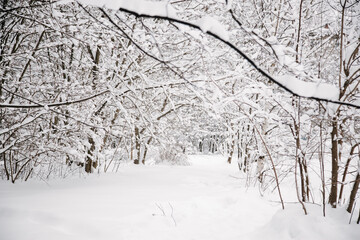 Winter landscape. Snowy forest in winter park. Alley and ski track in winter park. Trees covered with snow. Frosty snow alley in the winter park