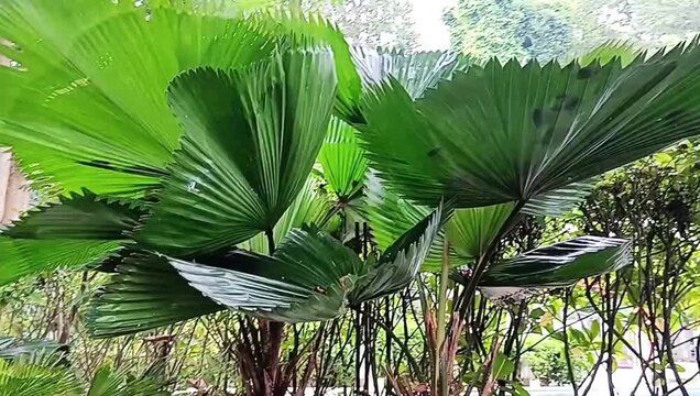 Fan Palm Licuala grandis Tropical ornamental plant