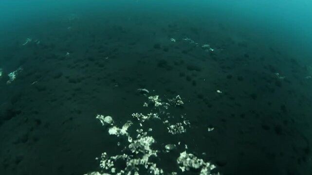 Dark sedimentary layer coating the ocean floor, revealing deep sea geological formations and marine sediment deposits.