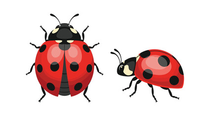 Fototapeta premium Realistic illustration of two ladybugs with red shells and black spots shown from both top and side perspectives.
