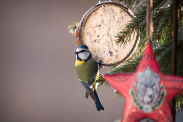 a blue tit perched on a filled coconut, at a cold winter day © DoreenB. Photography