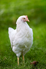 A pristine white chicken stands gracefully on vibrant green grass, looking alert and peaceful in its natural outdoor habitat.