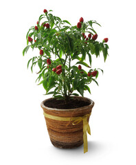 Hot red pepper in a pot isolated on transparent background