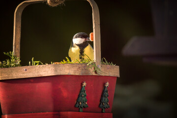 a great tit, parus major, perched on a decorative red basket and is eating seeds at a sunny winter...
